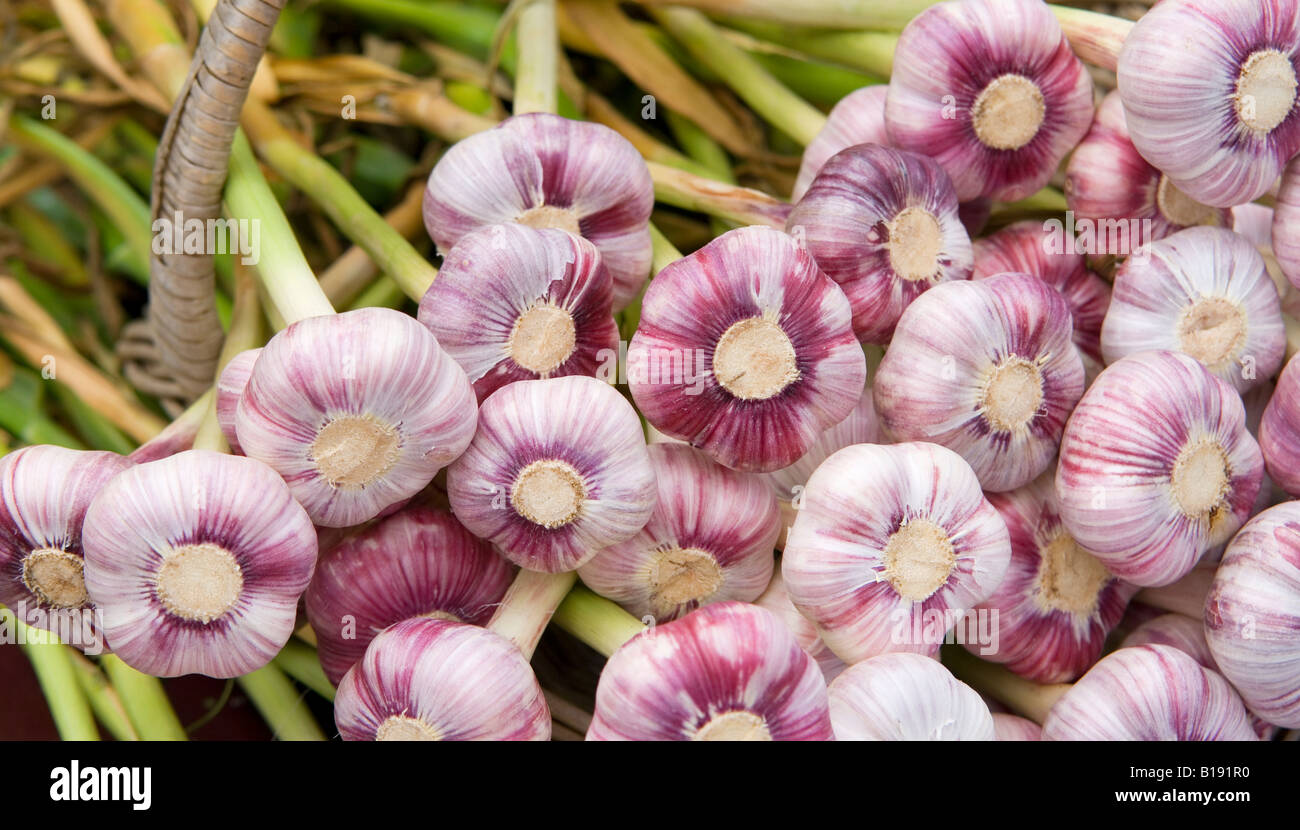 Aglio, Duncan Mercato Agricolo, Duncan, Isola di Vancouver, British Columbia, Canada Foto Stock