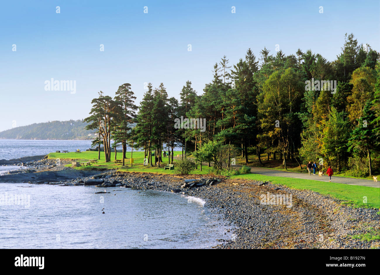 Pino bianco, Point Pleasant Park, Halifax, Nova Scotia, Canada. Foto Stock