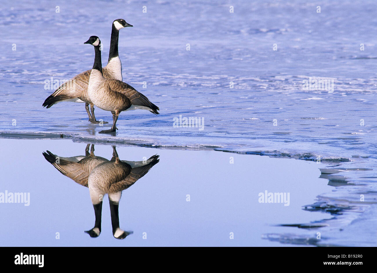 Coppia accoppiata di Oche del Canada (Branta canadensis), Prateria praterie, southern Alberta, Canada Foto Stock