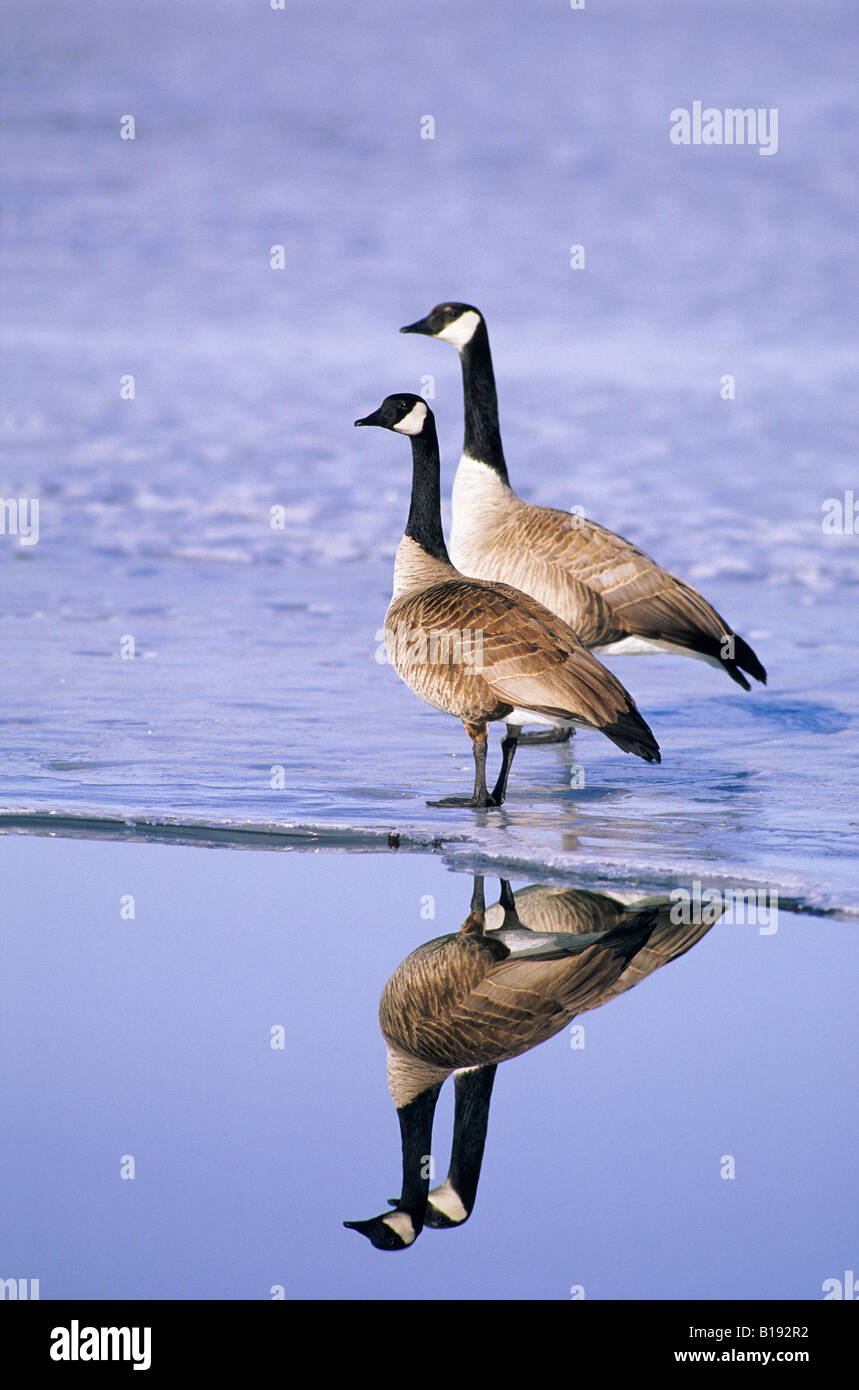 Coppia accoppiata di Oche del Canada (Branta canadensis).La maggiore gander è nella parte posteriore. Prairie praterie, southern Alberta, Canada Foto Stock