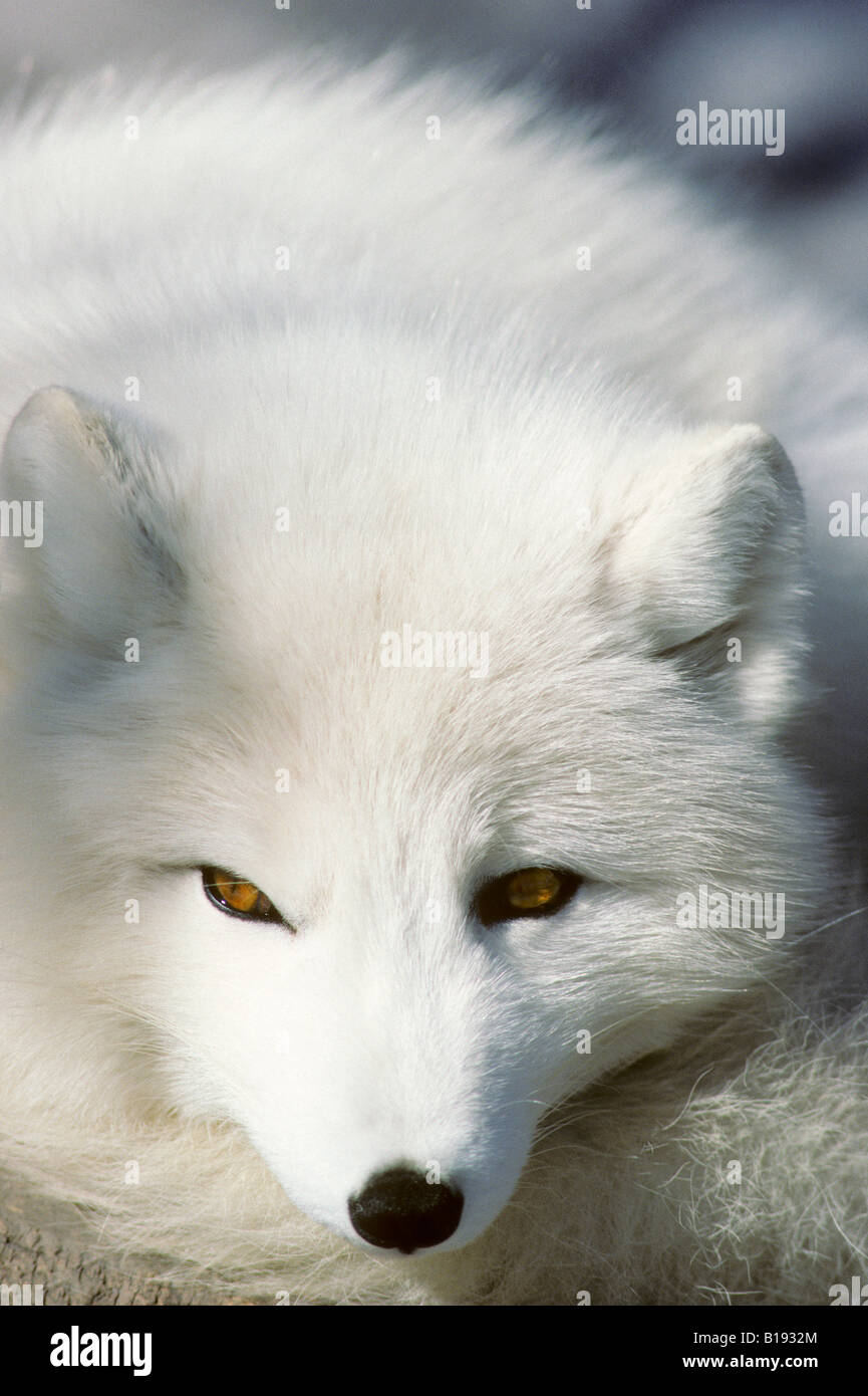 Adulto Arctic Fox (Alopex lagopus) in inverno pelage, Canada Artico Foto Stock