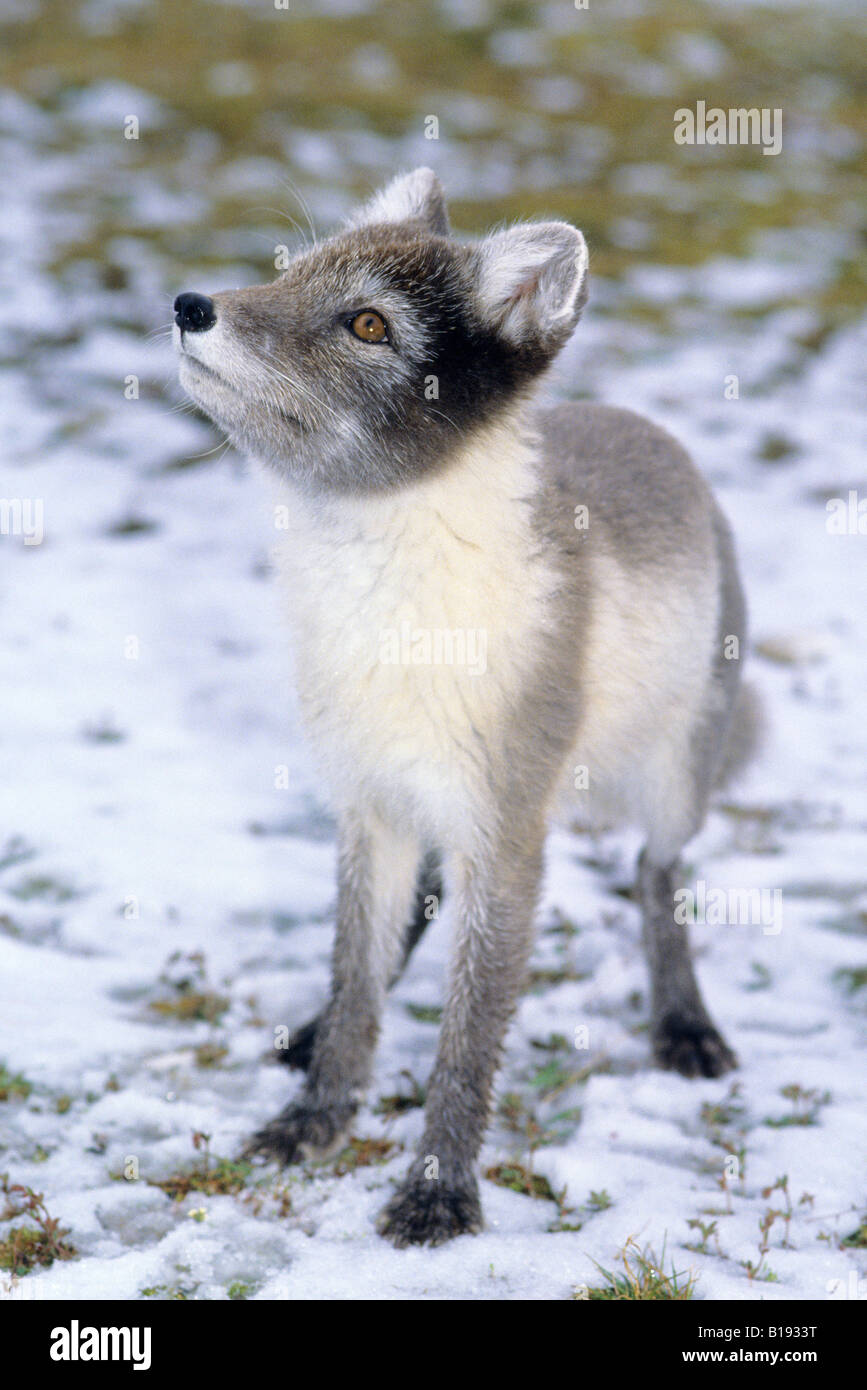 Arctic Fox (Alopex lagopus) in estate pelage, Alta Actic, Canada Foto Stock