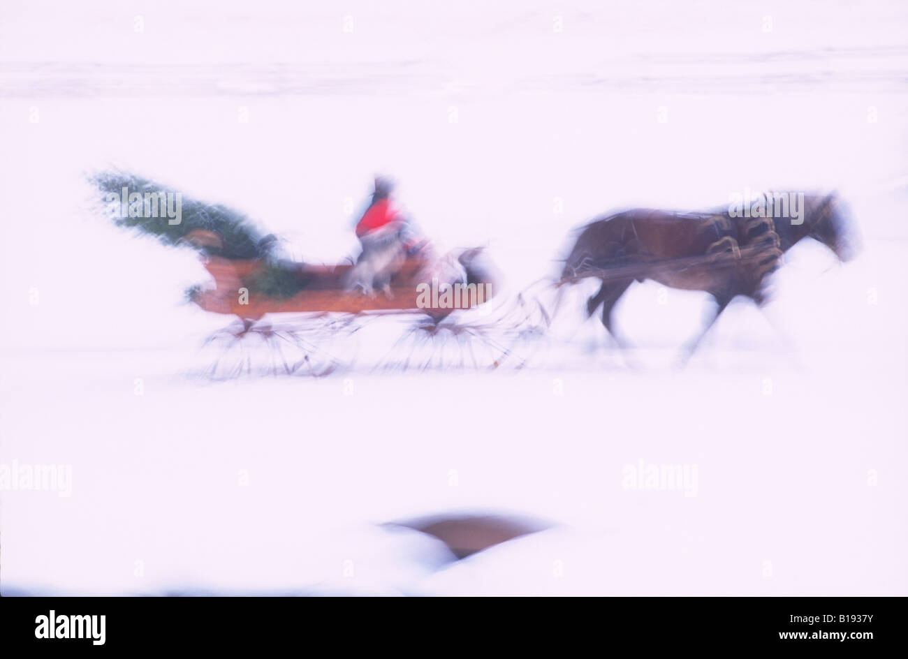 Portando un taglio fresco vacanze di Natale albero, un giovane torna a casa in loro un cavallo con slitta aperta. Foto Stock