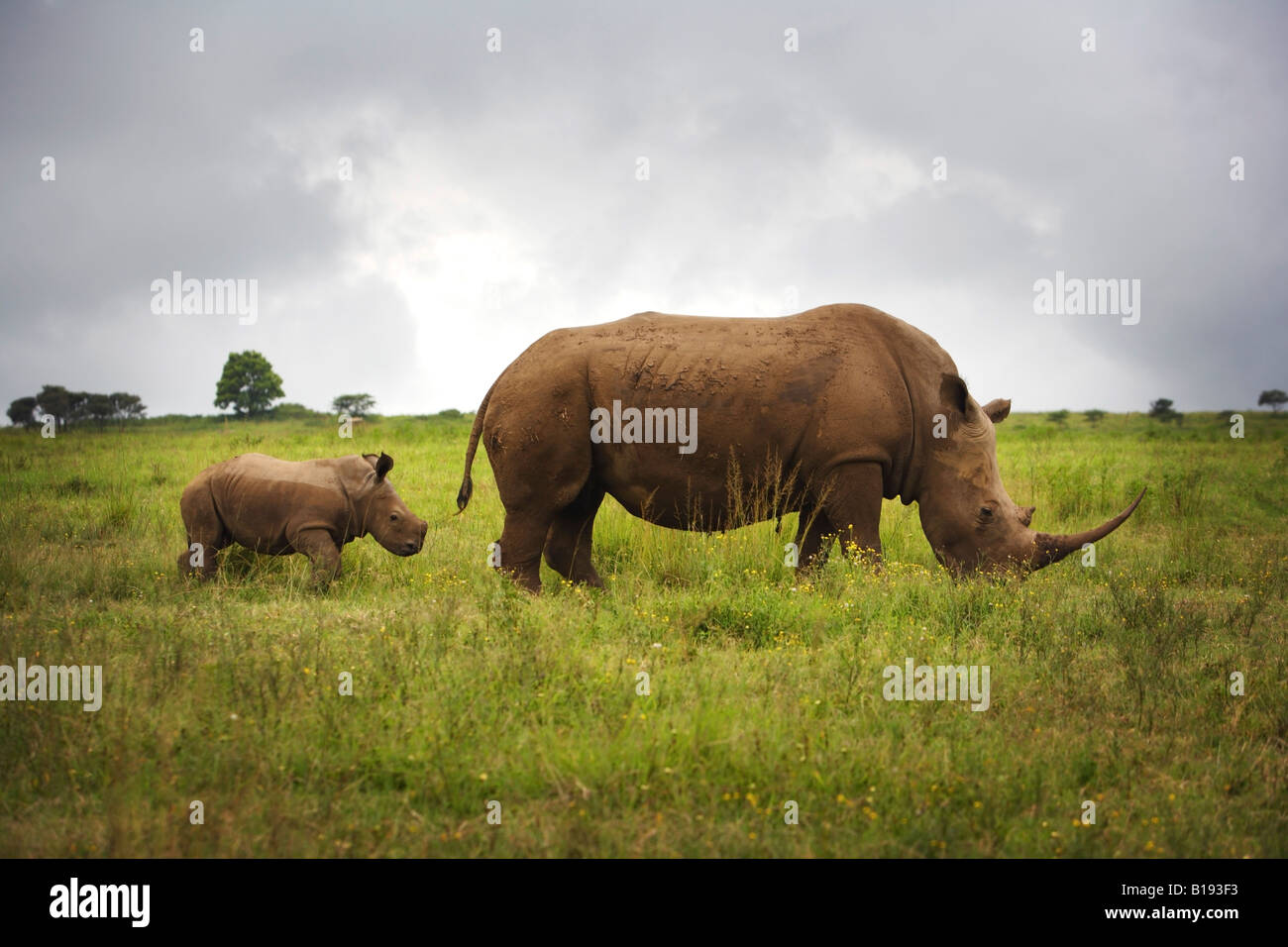 Rinoceronti, Africa Foto Stock