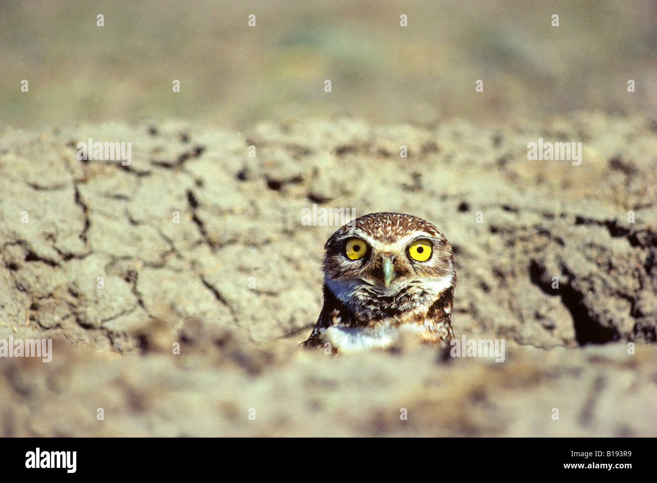 Adulto scavando la civetta (Athene cunicularia) Il peering dalla bocca della sua nidificazione burrow. Foto Stock