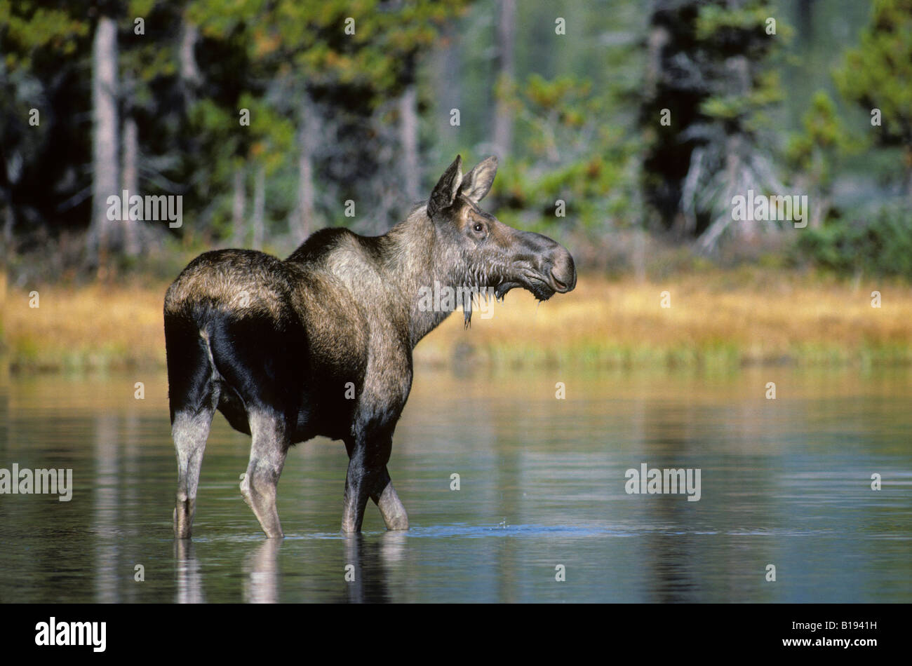 Alci Vacca (Alces alces) mangiando piante acquatiche, il Parco Nazionale di Jasper, western Alberta, Canada Foto Stock