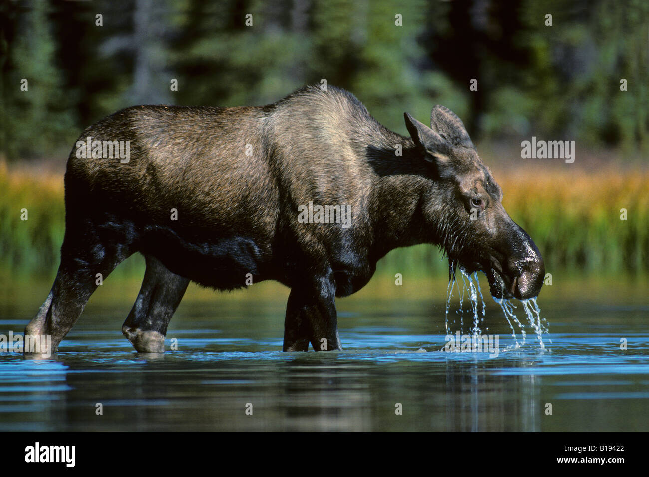 Ow alci (Alces alces) mangiando piante acquatiche, il Parco Nazionale di Jasper, western Alberta, Canada Foto Stock