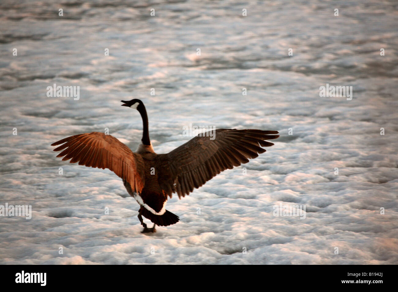 Canada Goose lo sbarco sul ghiaccio di Buffalo Pound Lago Foto Stock
