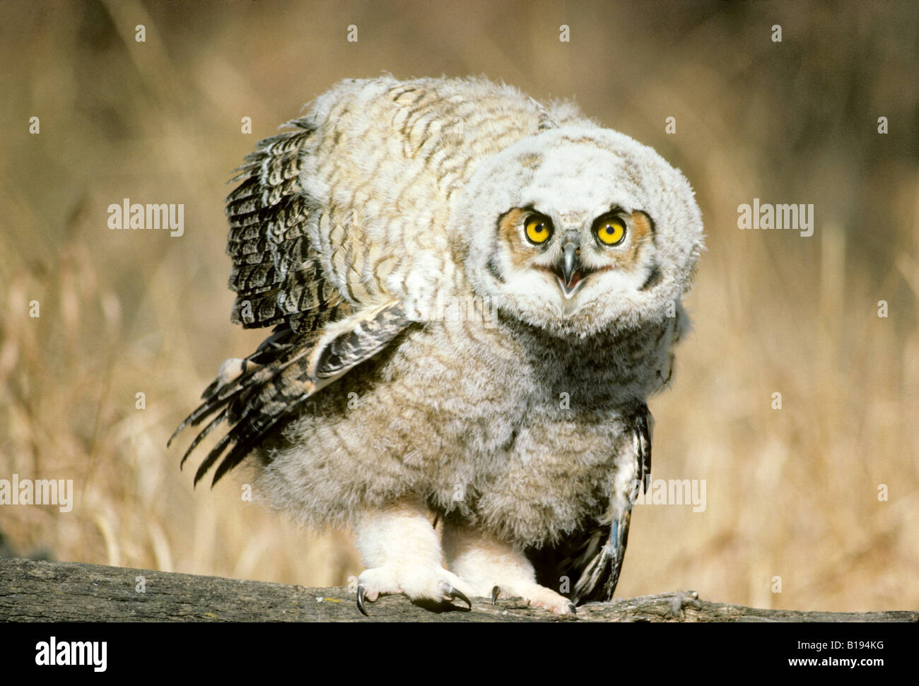 Visualizzazione delle minacce nella neonata grande gufo cornuto (Bubo virginianus), Southern Alberta, Canada Foto Stock