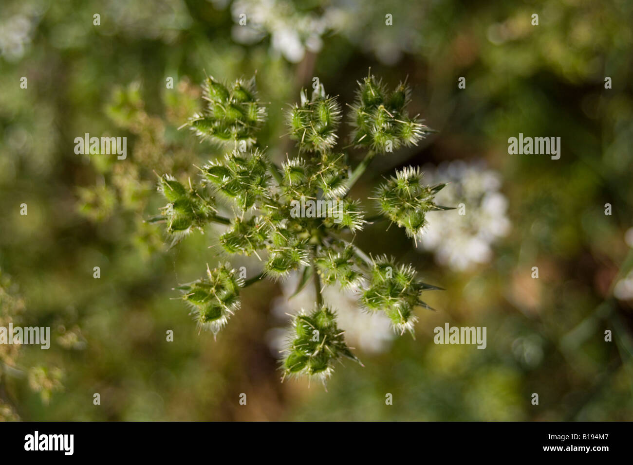 Orlaya grandiflora apiaceae Foto Stock