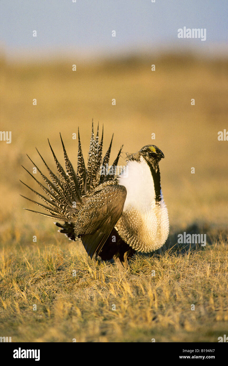 Maschio adulto maggiore sage grouse (Centrocercus urophasinaus) nella primavera del display di accoppiamento a livello comunale strutting motivi, erba della prateria Foto Stock