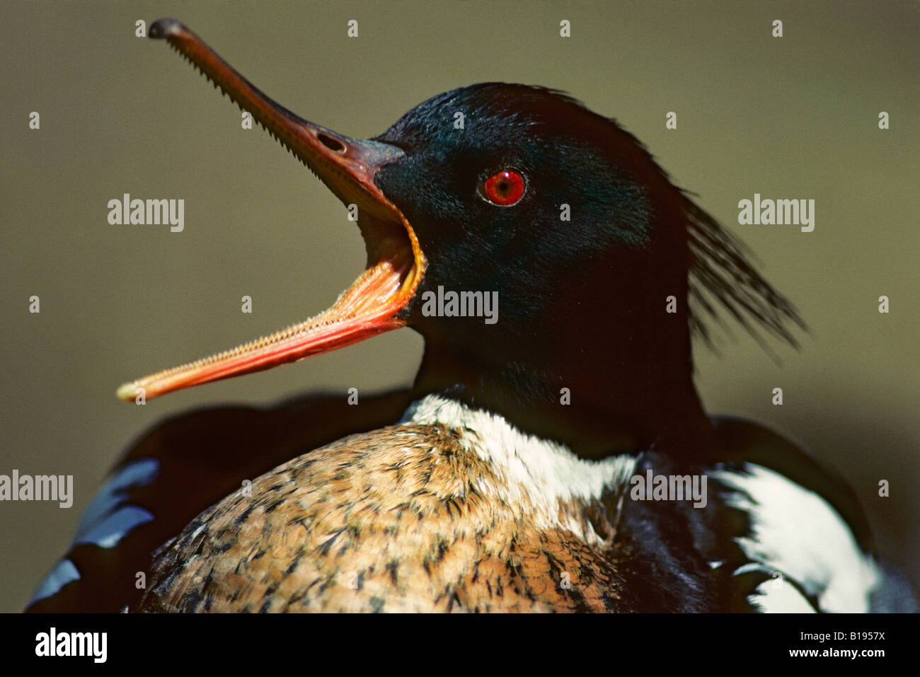 Adulto maschio rosso-breasted merganser (Mergus serrator) che mostra il suo becco seghettato, northern Ontario, Canada Foto Stock