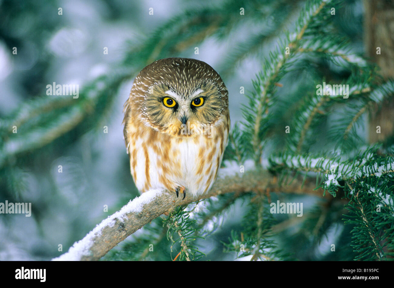 Sono ' appollaiati northern saw-stuzzicare il gufo (Aegolius acadicus). Alberta, Canada. Foto Stock