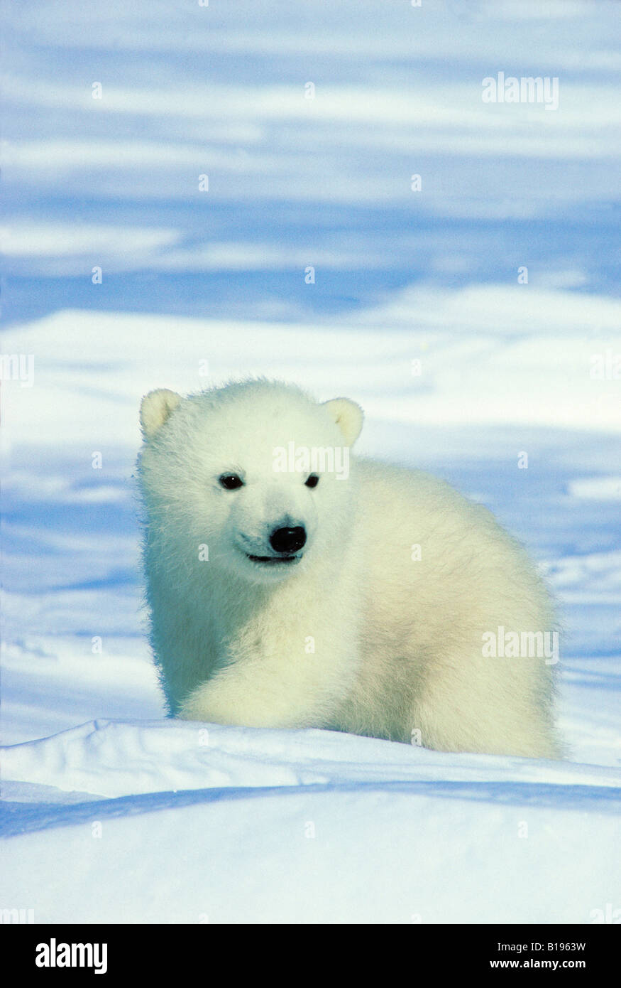 Tre mesi di età polar bear cub (Ursus maritimus), Canada Artico. Foto Stock