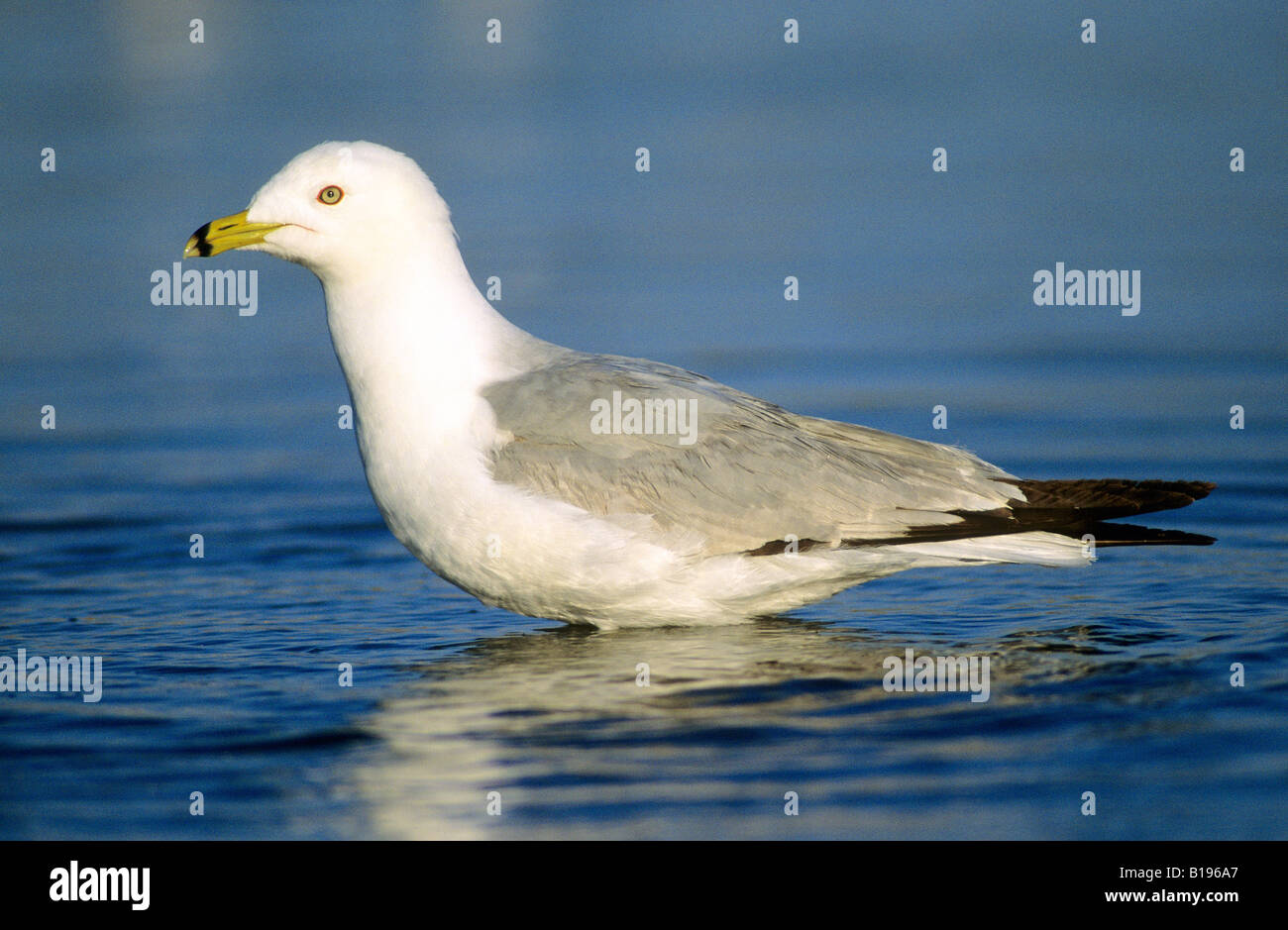 Anello per adulti fatturati gabbiano (Larus delawarensis), Southern Alberta, Canada Foto Stock