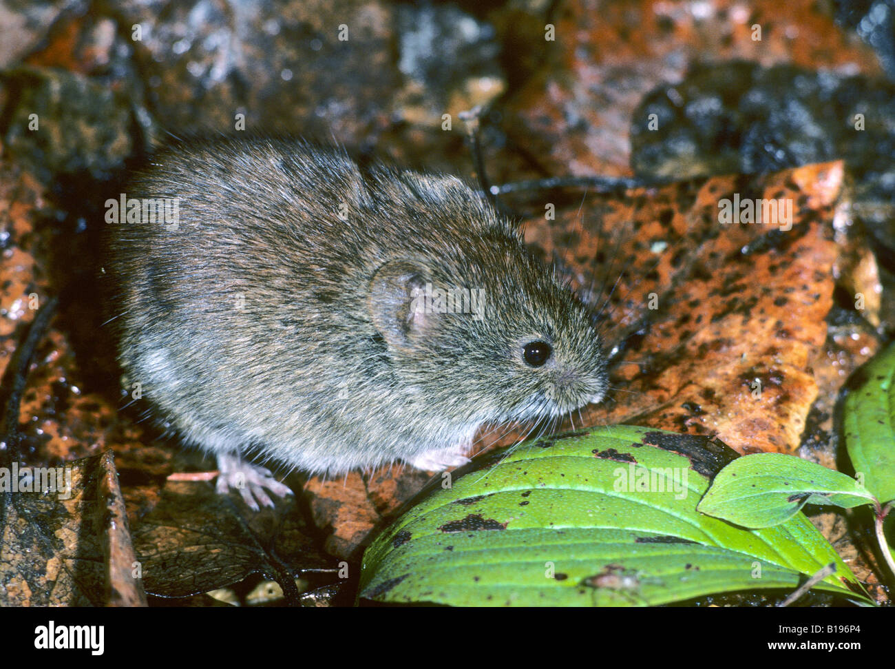 Adulto rosso del sud-backed vole (Clethrionomys gapperi), il Principe Albert National Park, Nord Saskatchewan, Canada Foto Stock