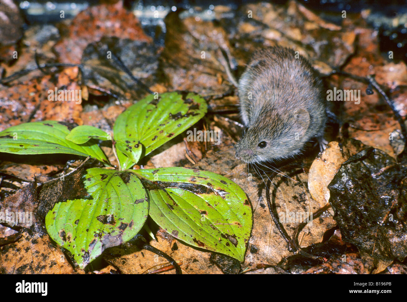 Adulto rosso del sud-backed vole (Clethrionomys gapperi), il Principe Albert National Park, Nord Saskatchewan, Canada Foto Stock