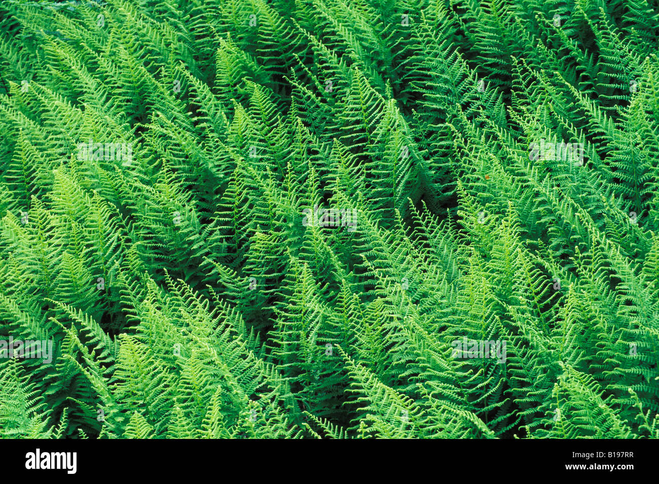 Felci, Hayscented Felce, (Dennstaedtia punctilobula), Grand Manan Island, New Brunswick, Canada Foto Stock