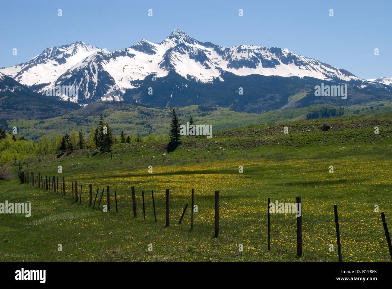 Coperta di neve Mt Wilson con un campo di tarassaco in primavera con un recinto vicino a Telluride, Colorado Foto Stock