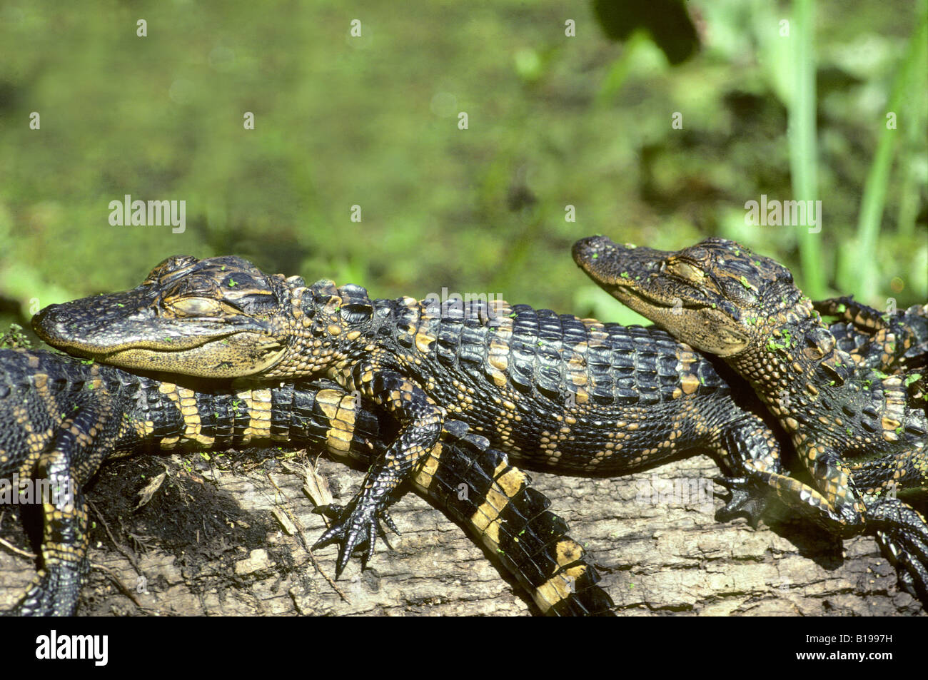 Hatchling American alligatori (Alligator mississippiensis) crogiolarsi al sole, Florida, Stati Uniti d'America. Foto Stock