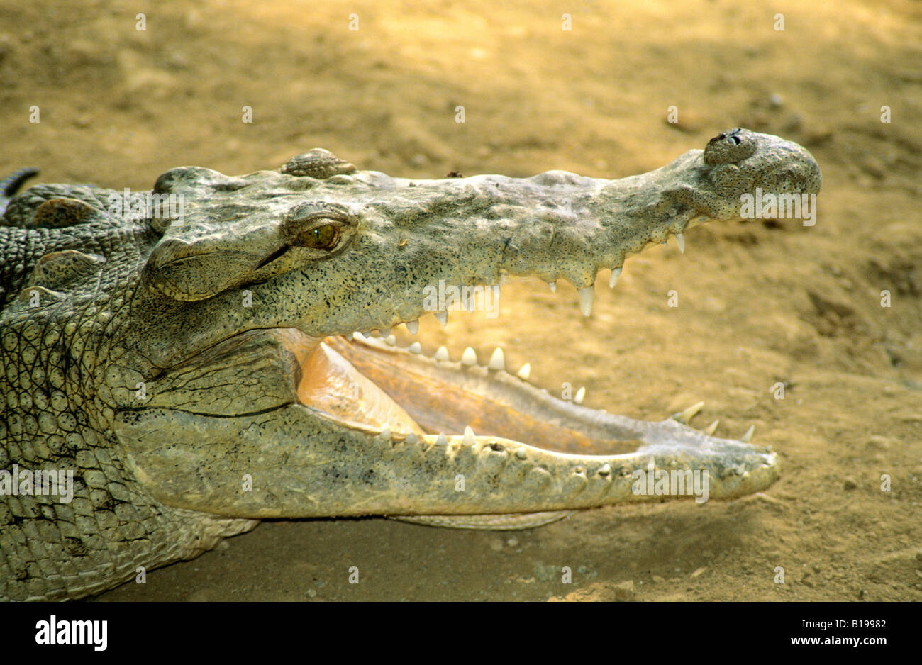 Coccodrillo americano (Crocodylus acutus) crogiolarvi al sole su una riva di un fiume in Panama, America Centrale Foto Stock
