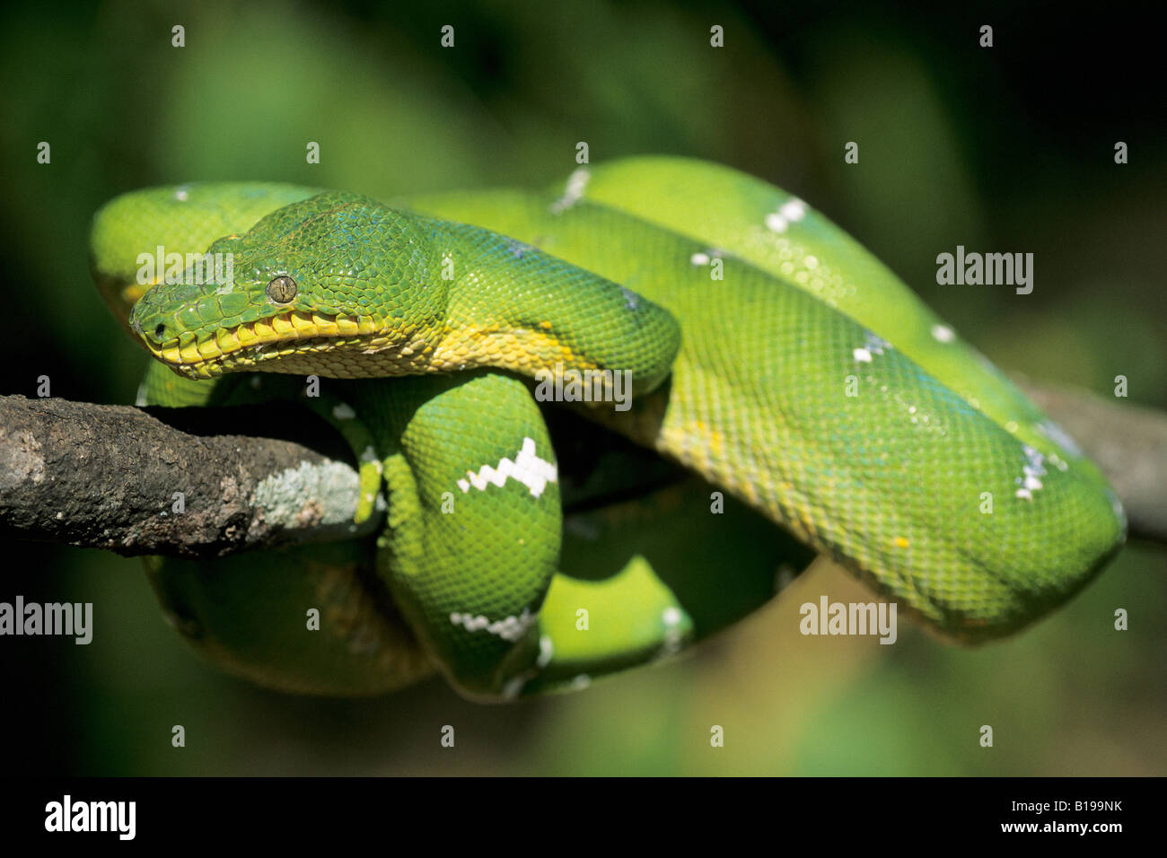 Basking emerald tree boa (Corallus canimus) dalle foreste pluviali del Brasile tropicale Foto Stock
