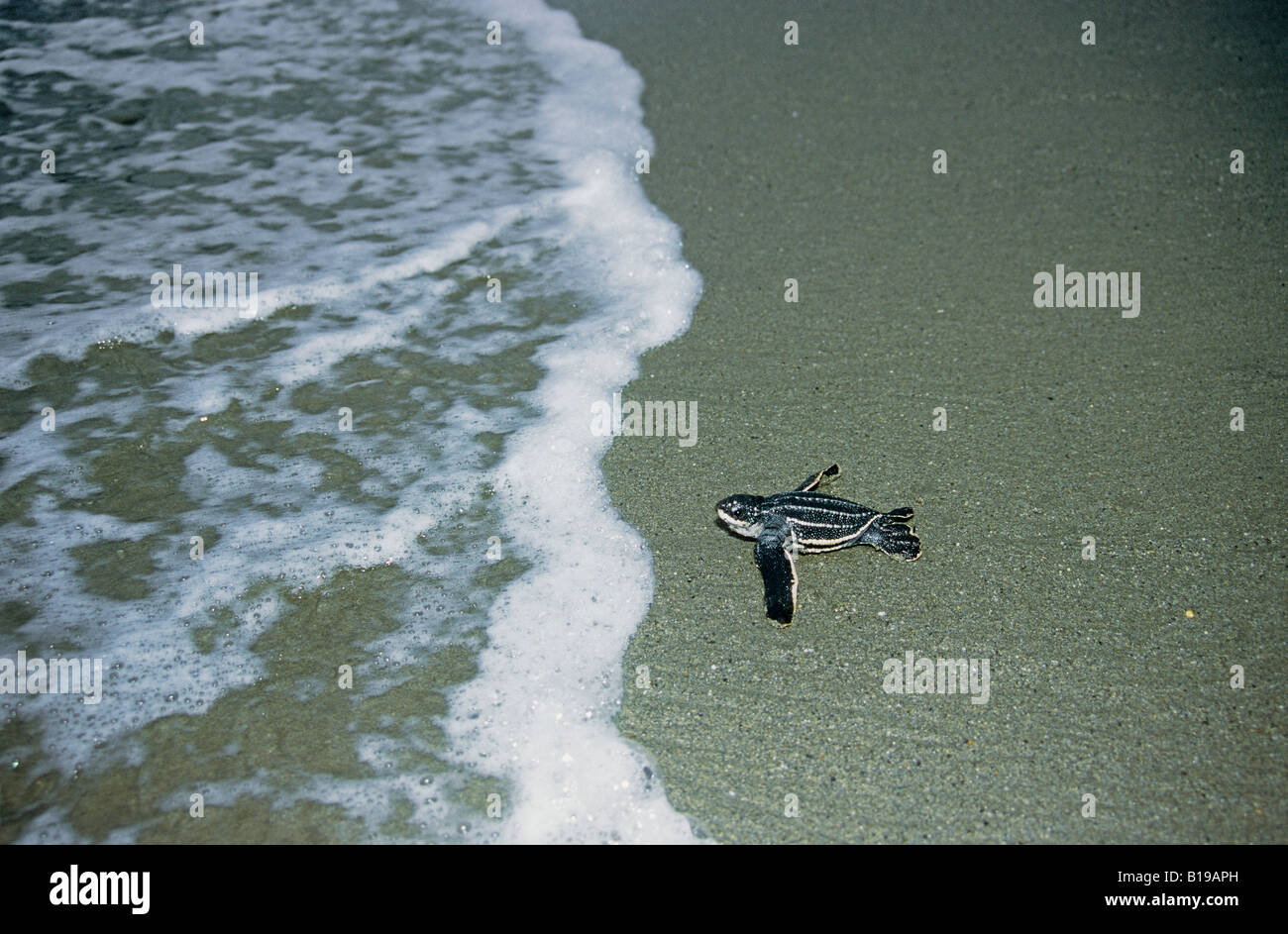 Appena schiuse liuto tartaruga di mare (Dermochelys coriacea) sfuggire al mare, Trinidad. Foto Stock