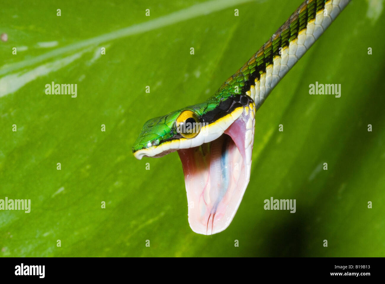 Pappagallo messicano snake (Leptophis mexicanus) con a bocca aperta display minaccia, la penisola dello Yucatan, Messico Foto Stock