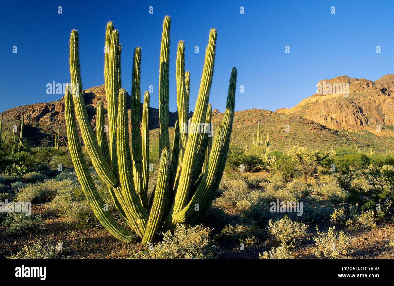 Organo a canne cactus (Stenocereus thurberi), organo a canne monumento nazionale, southern Arizona, Stati Uniti d'America Foto Stock