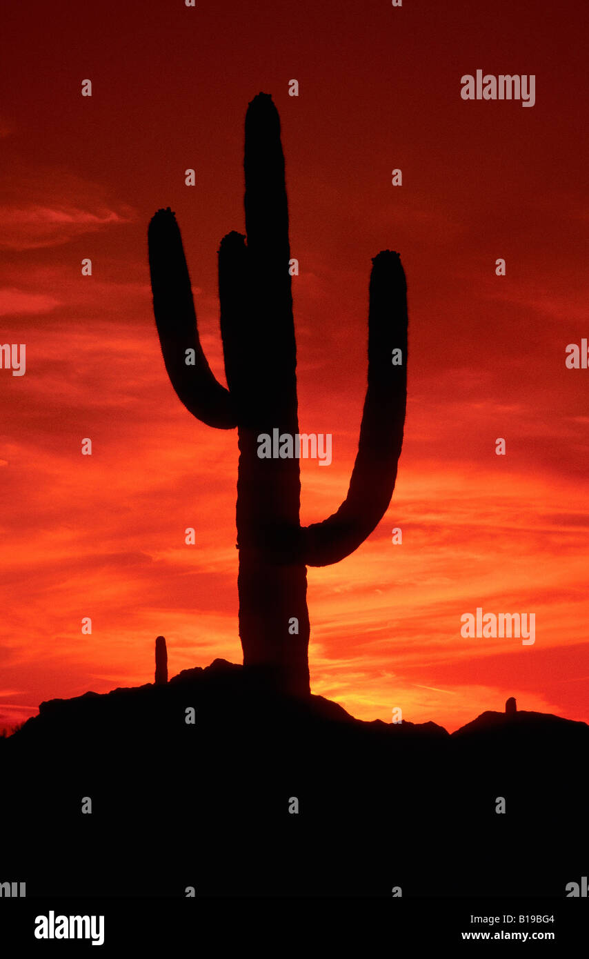 Sunrise cactus Saguaro (Carnegiea gigantea), Deserto Sonoran, southern Arizona USA Foto Stock
