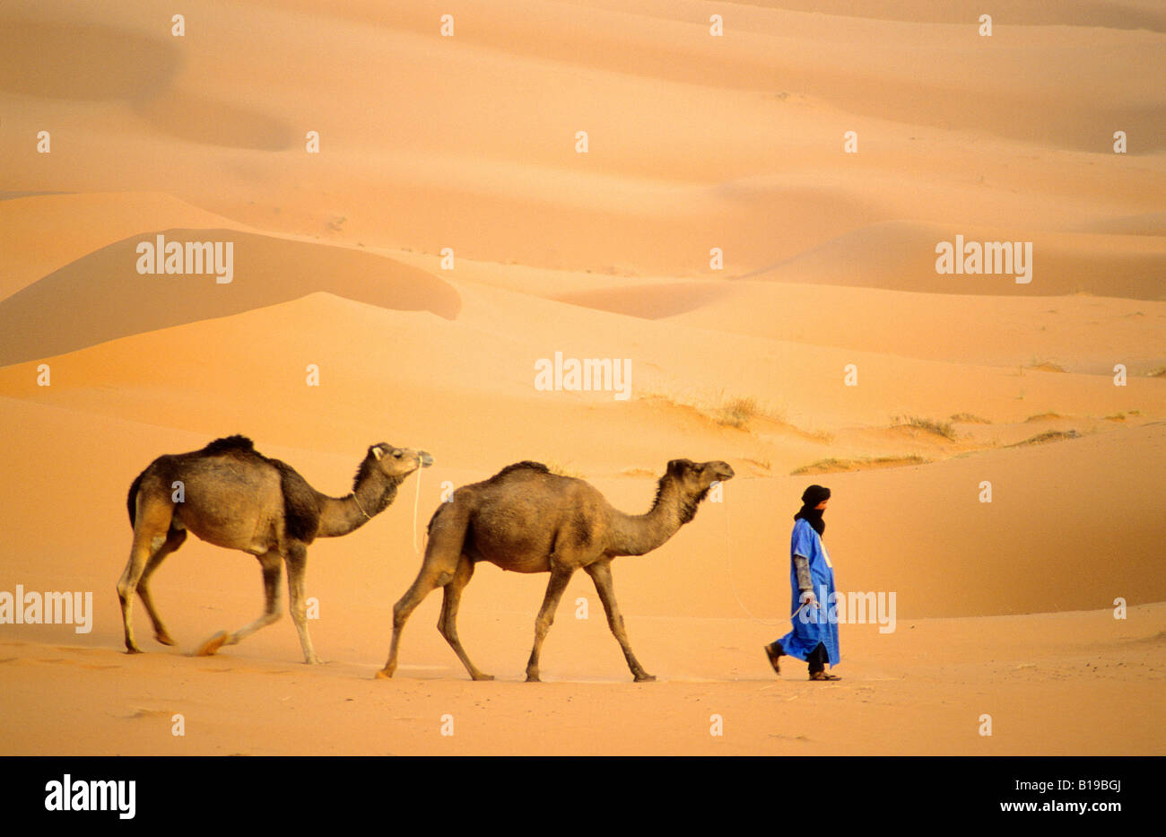 Il Tuareg Pastore che conduce i suoi cammelli per acqua, il Deserto del Sahara in Marocco Foto Stock