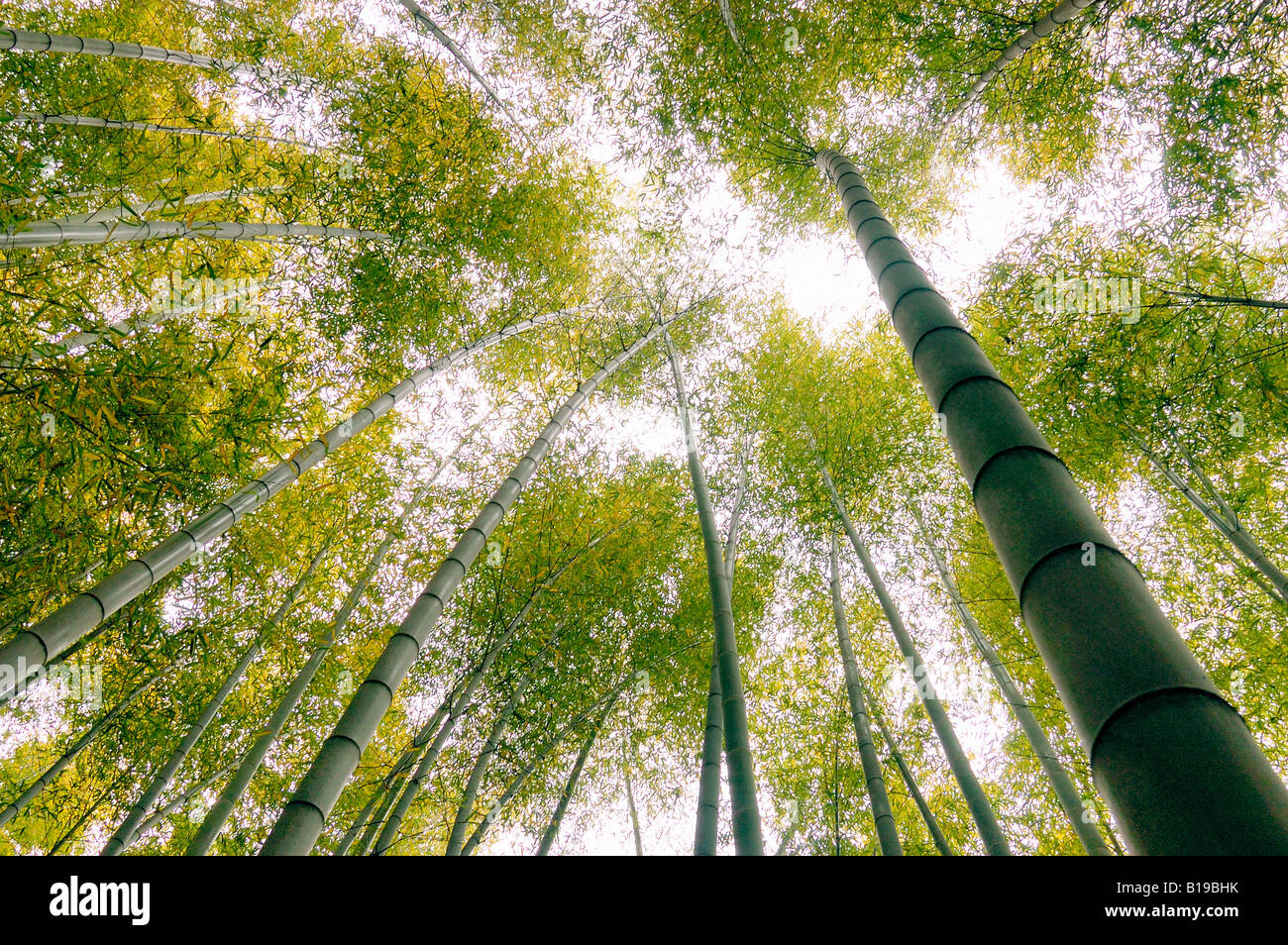 Foresta di bamboo Kyoto in Giappone Foto Stock