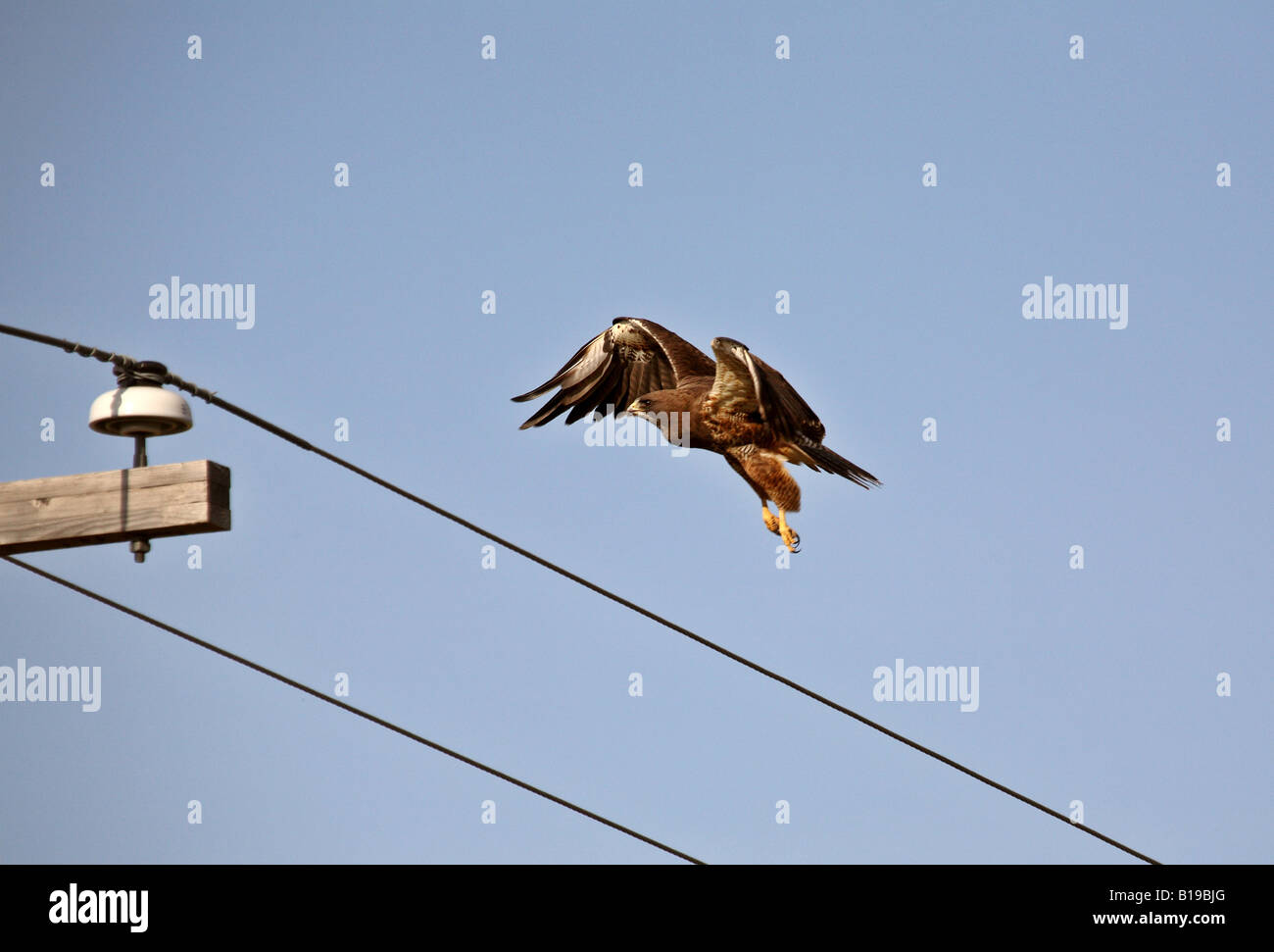 Swainson s Hawk preparazione a terra sul polo di alimentazione Foto Stock