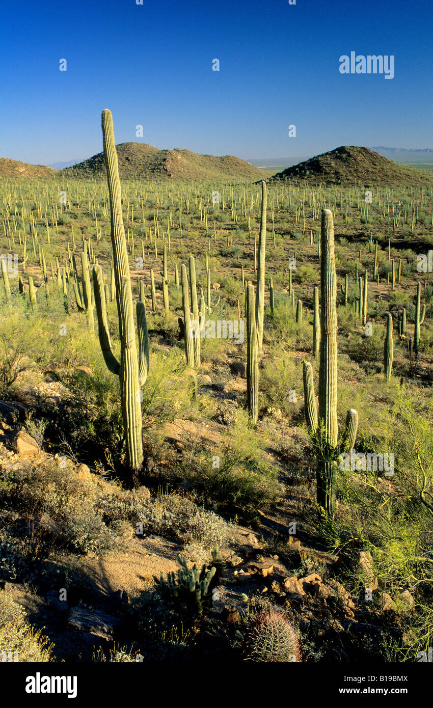 Cactus Saguaro (Carnegiea gigantea), Deserto Sonoran, Saguaro National Monument, southern Arizona, Stati Uniti d'America Foto Stock