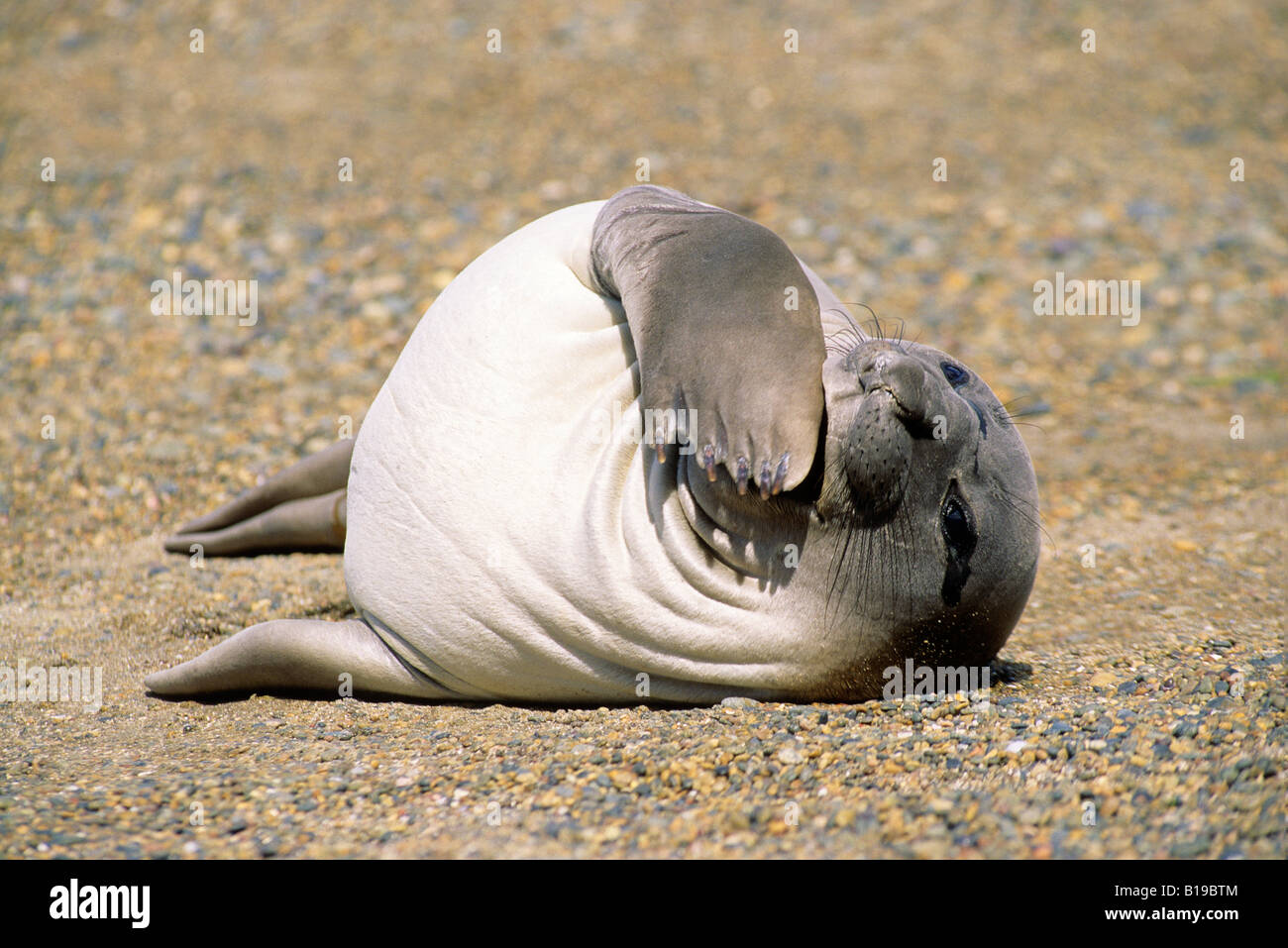 Recentemente svezzato Elefante marino del sud pup (Mirouanga leonina) oziare sulla spiaggia, Patagonia, Argentina del sud, sud Americ Foto Stock