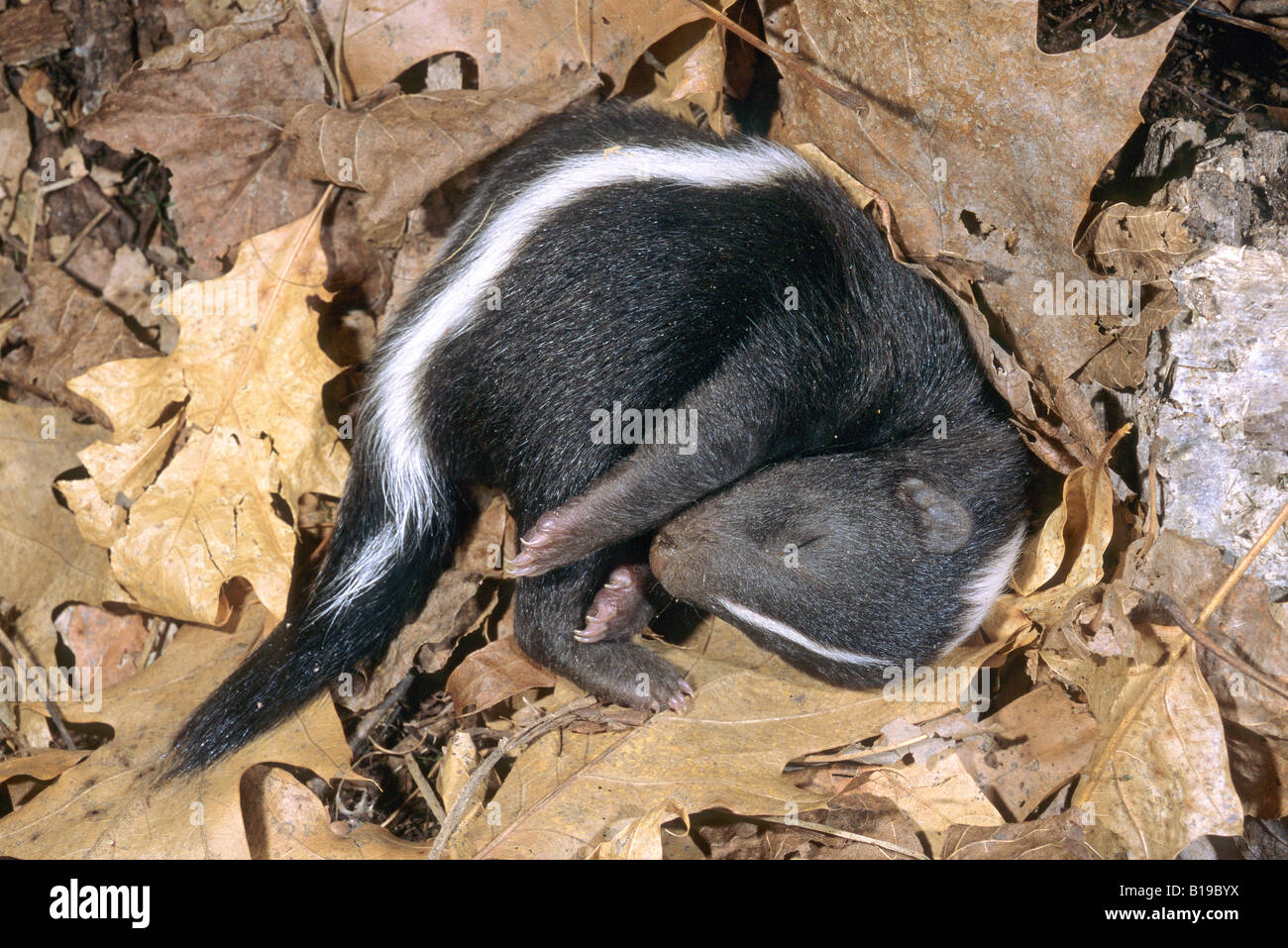 Neonato skunk striato (Mephitis mephitis) snoozing nella famiglia natal den, Minnesota. Foto Stock