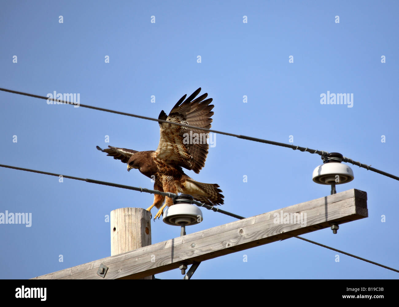 Swainson s Hawk atterraggio sul polo di alimentazione Foto Stock