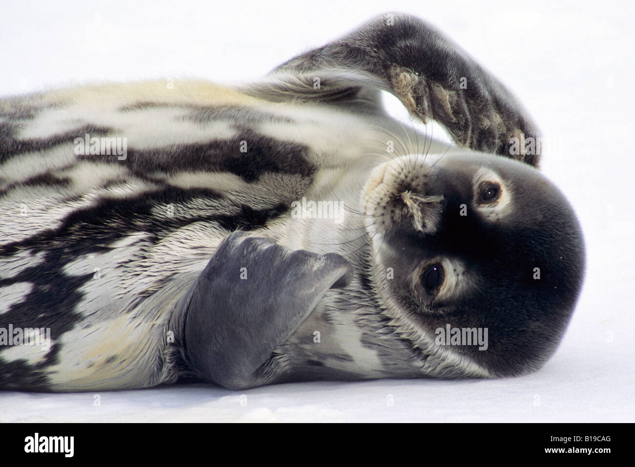 Guarnizione di Weddell pup (Leptonychotes weddellii), mare di Weddell, Antartide Foto Stock