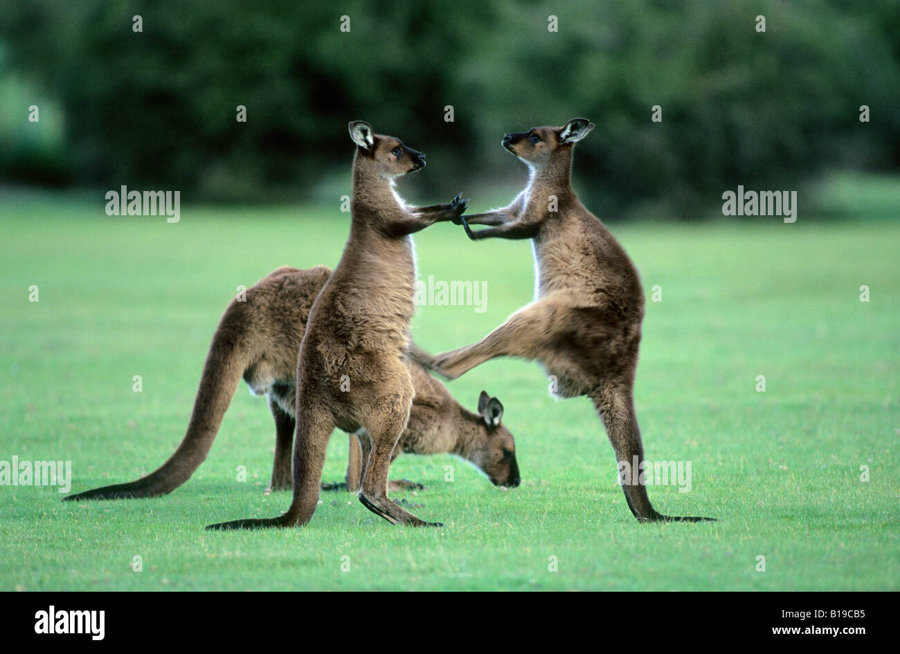 I capretti grigio occidentale Canguro (Macropus fuliginosus), kick-boxing in pratica combattimenti, Kangaroo Island, in Australia Foto Stock