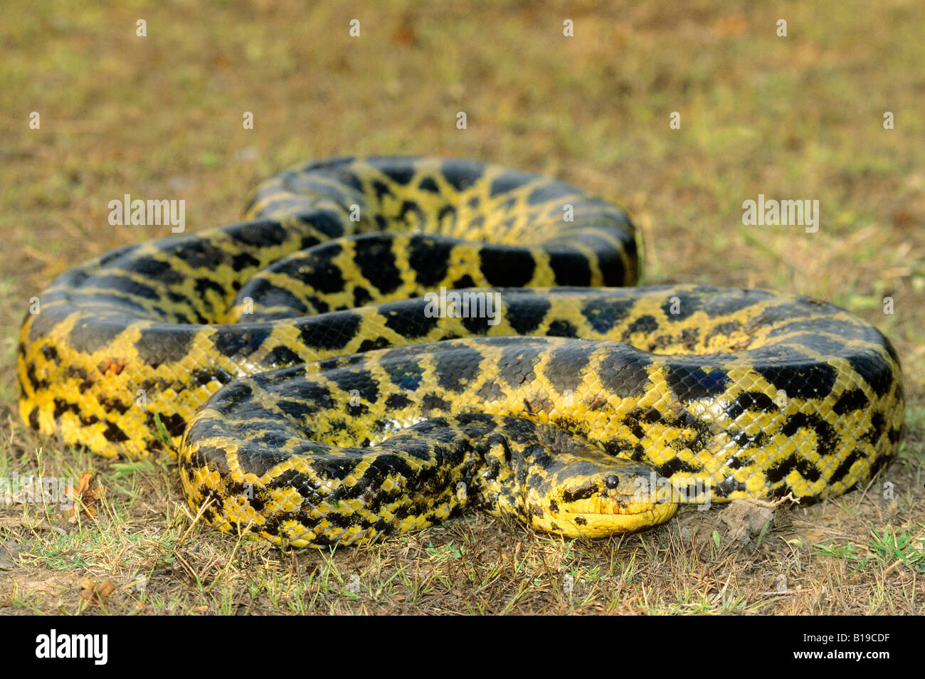 Adulto maschio giallo Anaconda (Eunectes nataeus), Pantanal zone umide, Brasile del Sud Foto Stock