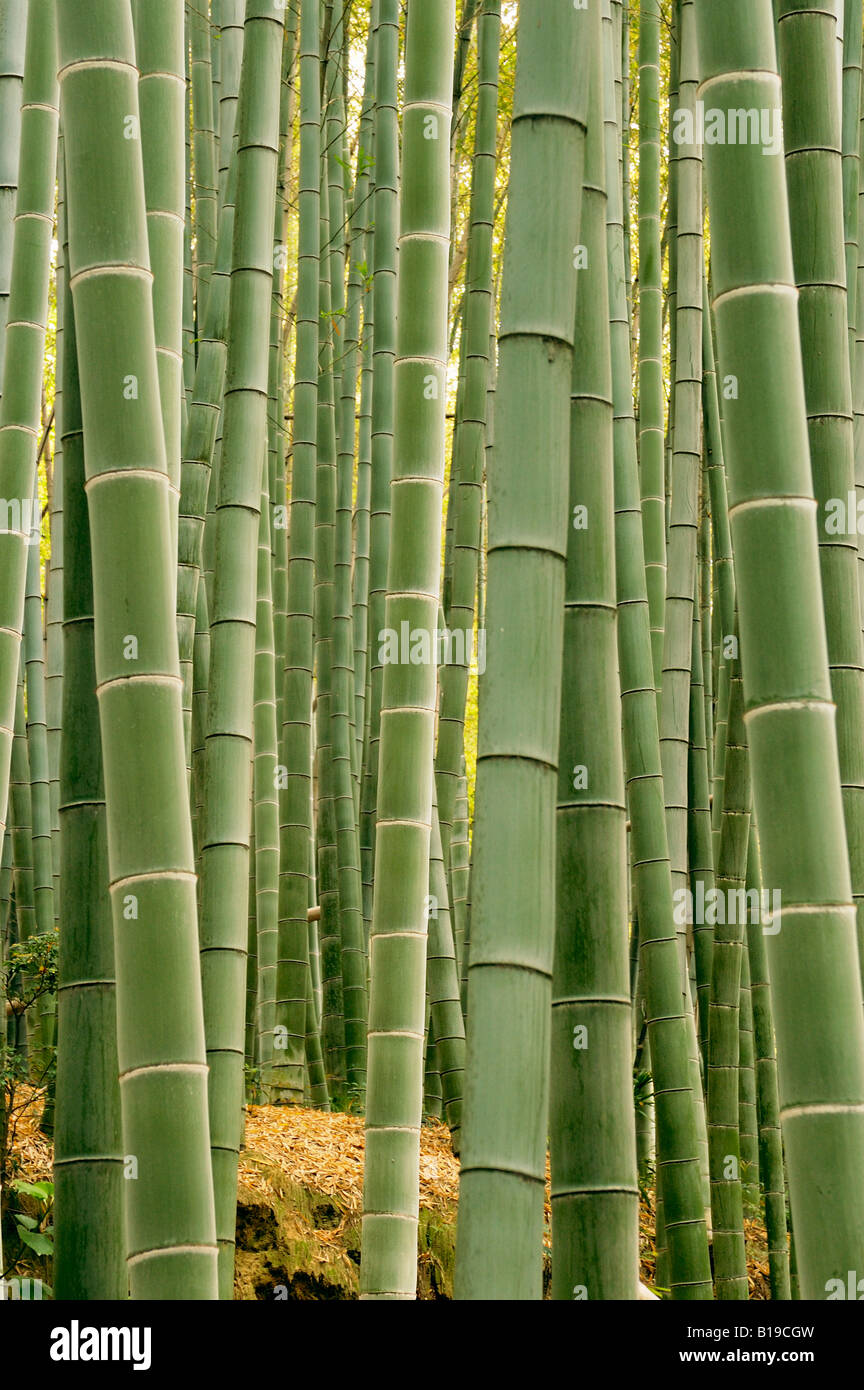 Foresta di bamboo Kyoto in Giappone Foto Stock