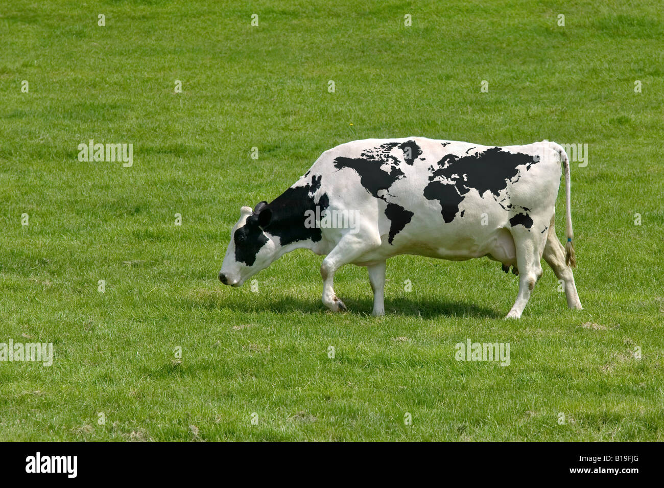 Una vacca da latte con la mappa del mondo iscrizioni Foto Stock