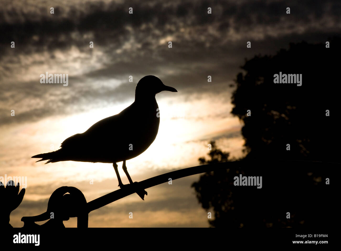Una sea gull stagliano contro il sole di setting Foto Stock