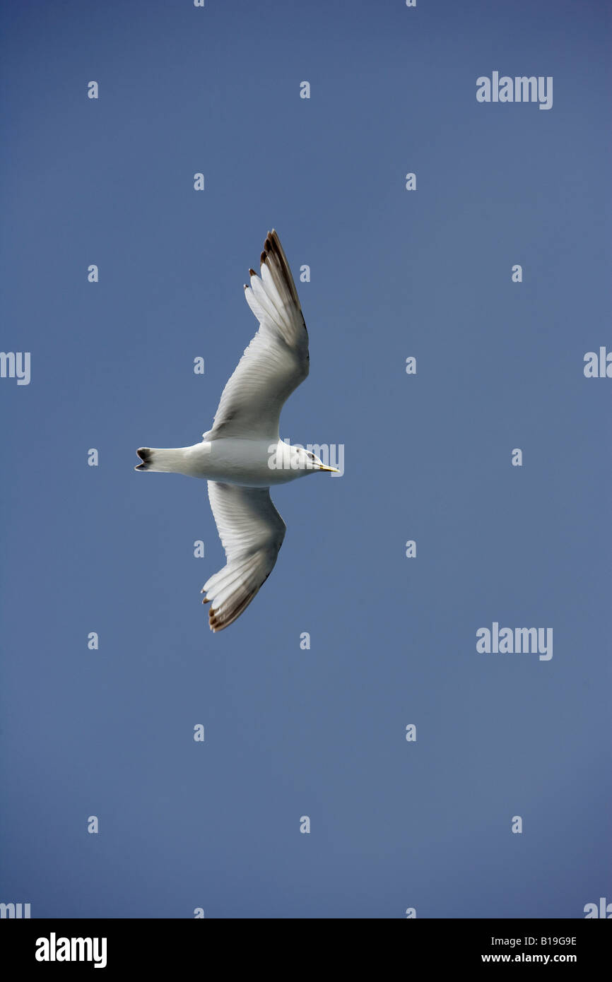 La Groenlandia, Ilulissat, Sito Patrimonio Mondiale dell'UNESCO icebergs. Kittiwake in volo. Foto Stock