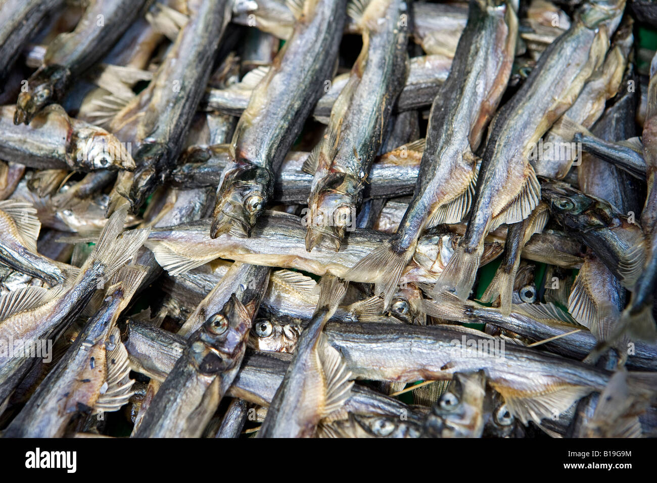 La Groenlandia, ad ovest della Groenlandia, Oqaatsut / Ilimanaq.Ippoglosso atlantico si asciuga in aria in questa remota caccia e villaggio di pescatori. Foto Stock