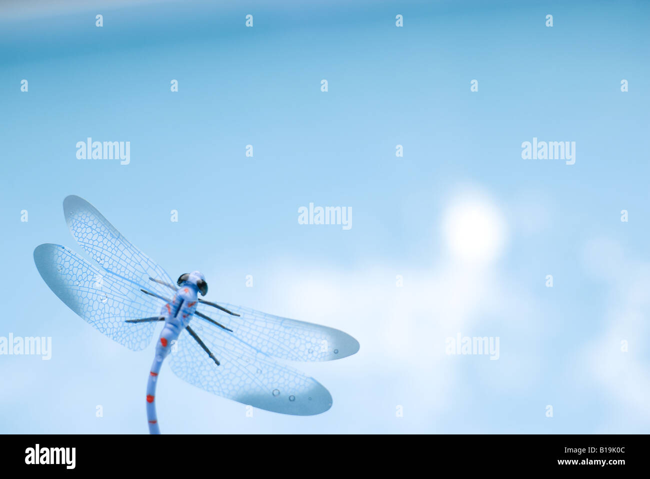 Dragonfly, close-up Foto Stock