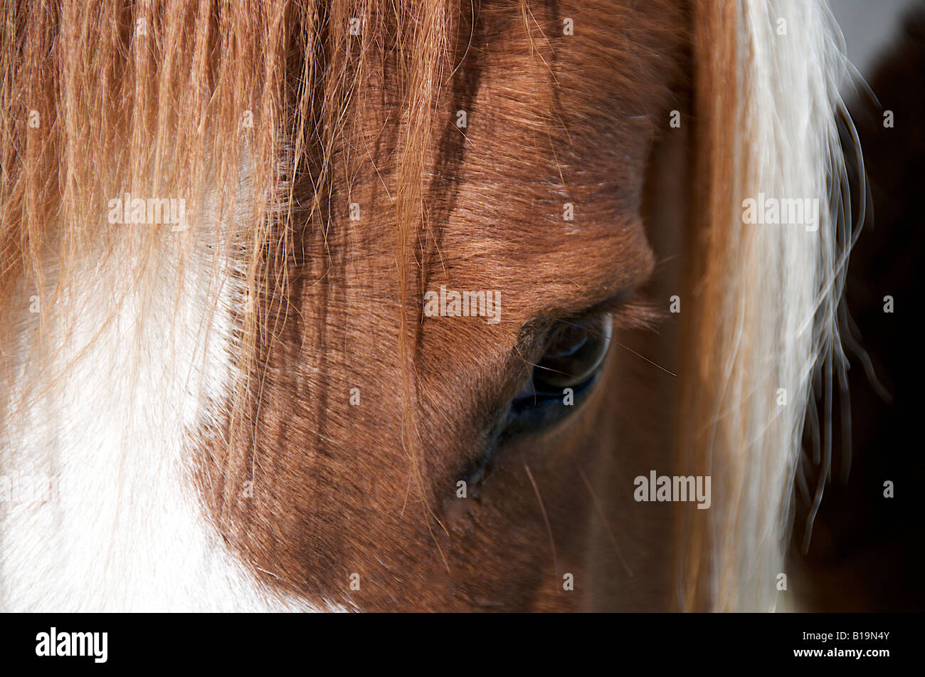 Occhio di un cavallo da vicino Foto Stock