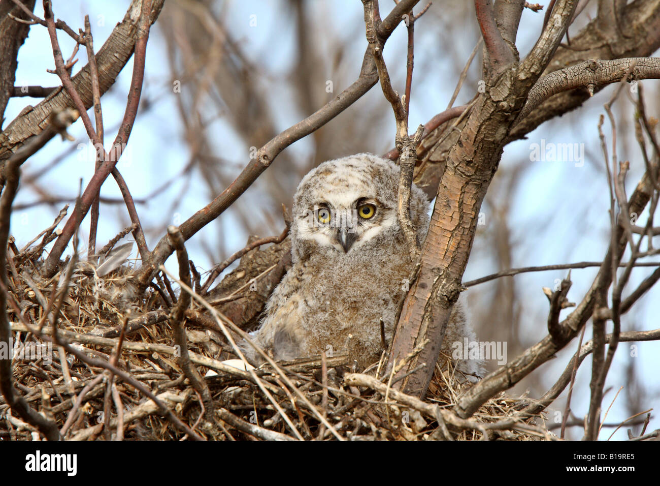 Grande Gufo cornuto owlet nel nido Foto Stock