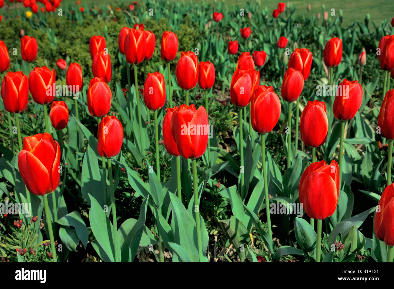 Molla di tulipani rossi Inghilterra Gran Bretagna REGNO UNITO Foto Stock