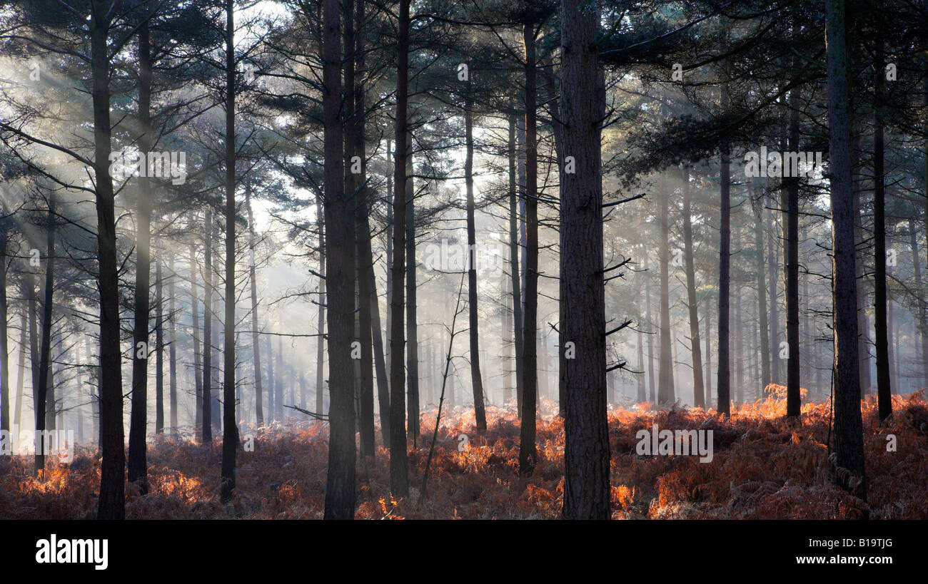 Misty autunno in scena un nuovo insieme di strutture in legno di pino Hampshire Inghilterra Foto Stock